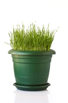Green grass in flowerpot on white background