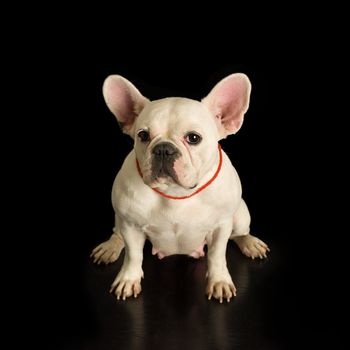 French bulldog with red collar on black background