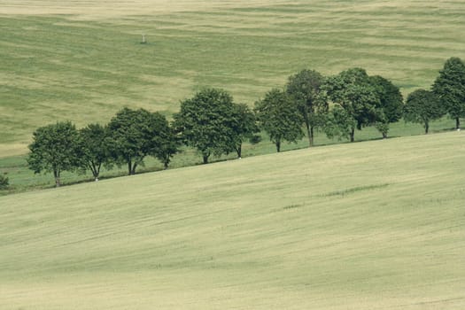 alley trees in czech republic