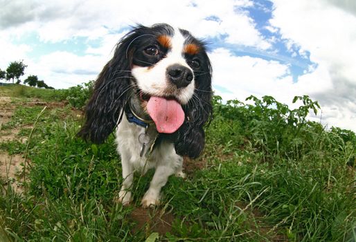 young cavalier king charles spaniel