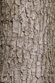 Close up of some tree bark for background