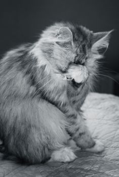The cat closes a paw a muzzle
