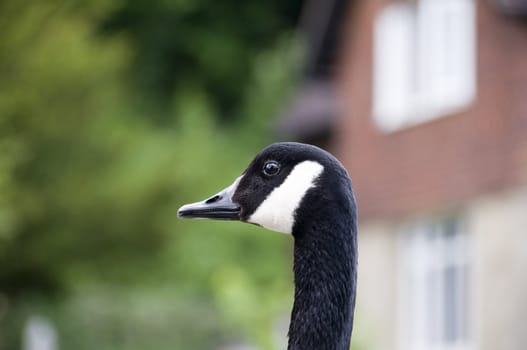 Portrait of a Canada Goose by a river