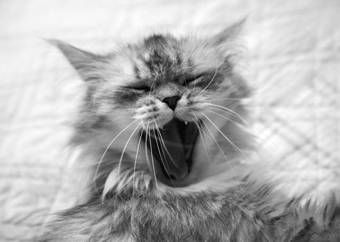 Cat yawning but can appear to be smiling 