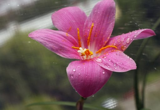 Pink flower with drops on a dim background