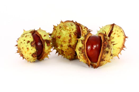Wild chestnut in shells, gifts from fall, isolated