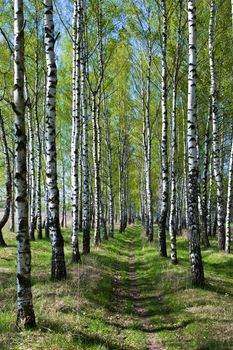 Birch-tree alley at spring forest