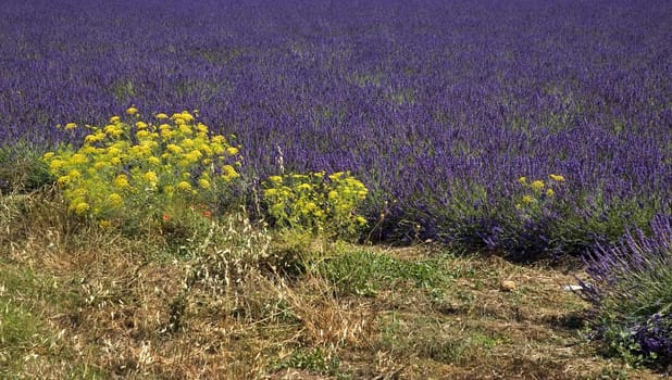 Yellow flowers and lavender in the background