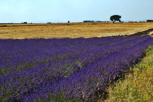 Lavender field with tree in the distance