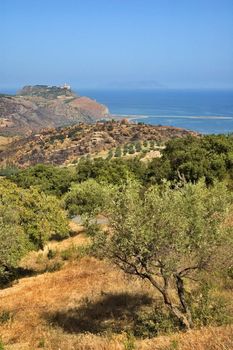 View of Tindari with olive trees and sea in the background