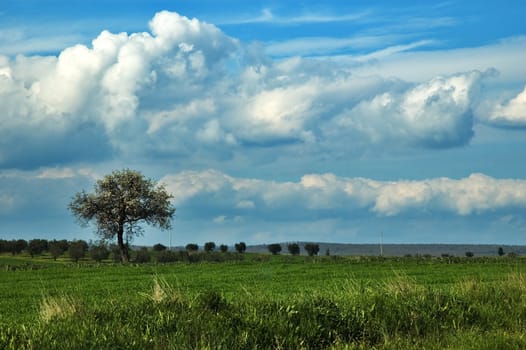 Lonely tree under dramatic sky with green field