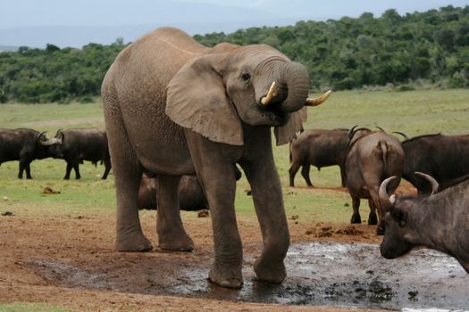 Afican Elephant drinking at a waterhole with buffaloes in the background