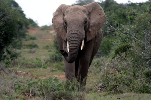 Large African elephant with tusks smelling the air