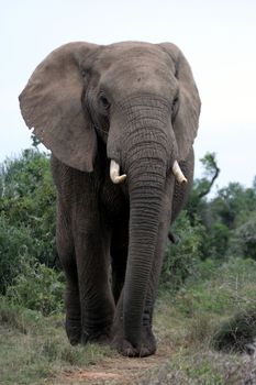 Large African Elephant with long trunk and big tusks
