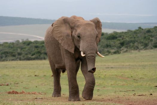 African Elephant running across the open plains