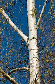 Spring birch and clear blue sky