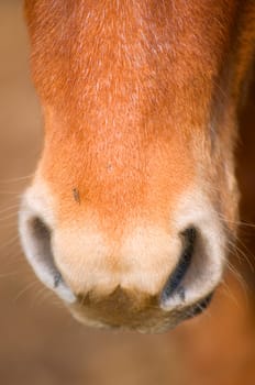 closeup of horse muzzle