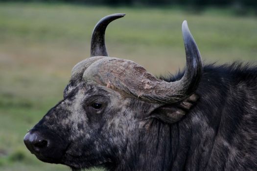 African Buffalo with large curved horns and shaggy coat