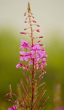 Flower in the Kachkar park in east Turkey