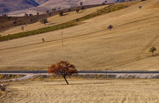 Tree in the field at autumn in central Turkey