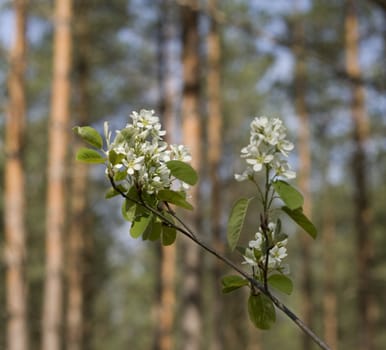 Spring blossom in the forest
