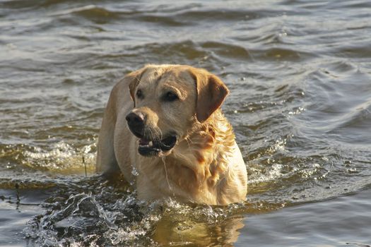 Labrador Retriever playing into the river 
