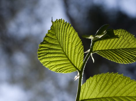 Leaves in the forest