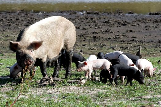 Muddy mother pig with her big brood of piglets