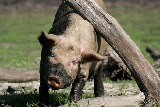 Dirty and muddy pig scratching itself on a tree stump