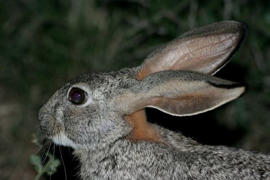 Scrub hare with large ears showing veins
