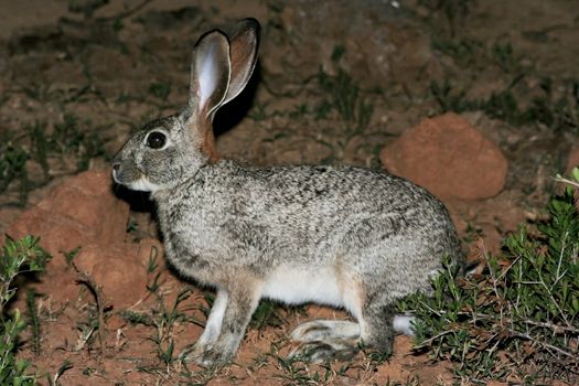 Scrub hare with large ears in the African veld at night
