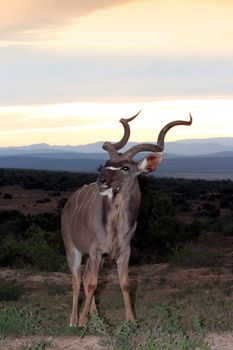Kudu antelope with large spiralled horns at sunset