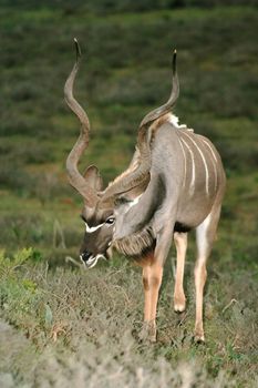 Kudu Bull with large spiralled horns eating at dusk