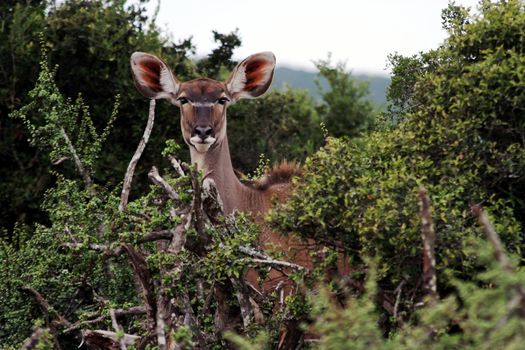 Beautiful kudu cow with very large ears peeping out of the African bush
