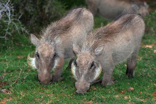 Two warthogs on their knees grazing on green grass