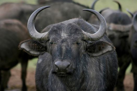 Old female buffalo with large curved horns