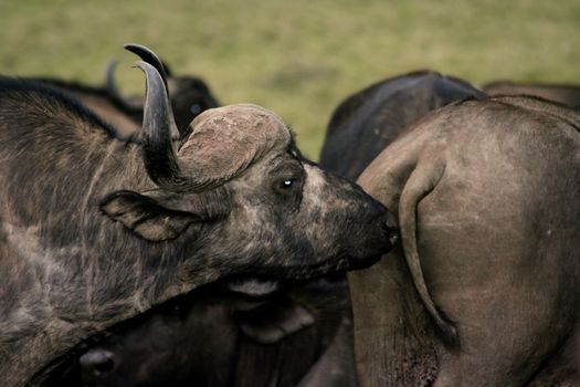Male buffalo sniffing a female to see if she is ready for mating