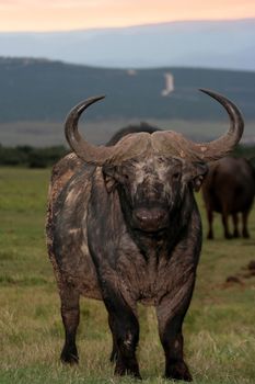 Large African Buffalo bull with enormous horns at sunset