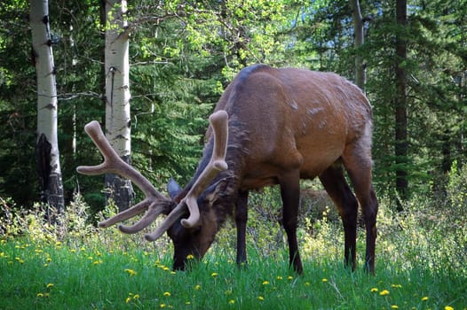 Image of an Elk grazing on roadside in Banf National Park in Banf, Alberta, Canada.
