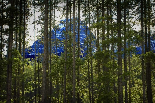 Image of a blue mountain behind trees.