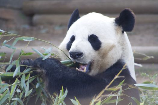 a panda eating a stalk of bamboo