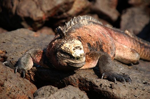 Bizarre land iguana, Galapagos