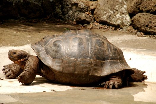 Giant galapagos turtoise