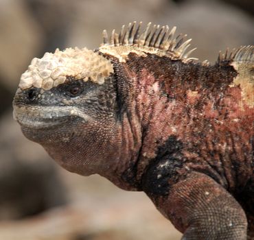 Bizarre land iguana, Galapagos