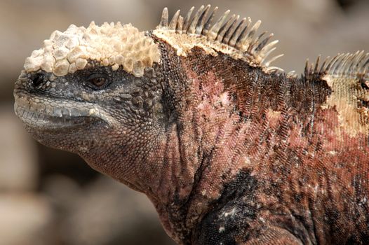 Bizarre land iguana, Galapagos