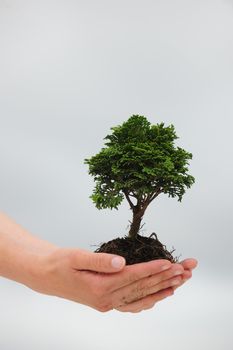 woman holding a small tree in her hands