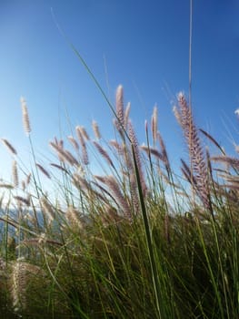 Close up of some grass with blue sky in the background.