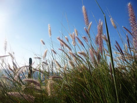 Close up of some grass with blue sky in the background.