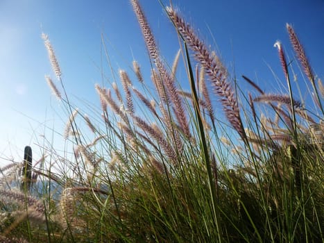 Close up of some grass with blue sky in the background.