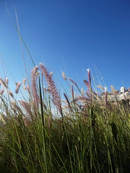 Close up of some grass with blue sky in the background.